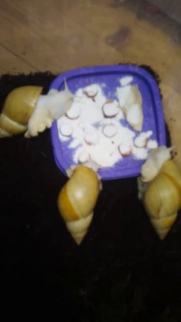 Мои улитки ахатины (фулики родадии)