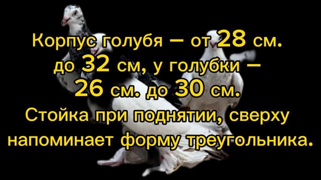 Описание породы Таджикских черноносых( нуль сиёх )голубей 🕊️🇹🇯Ильхом Надыров Алишер Сохибов смотреть онлайн