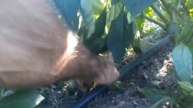 перец растёт медленно холодные ночи. смотреть онлайн