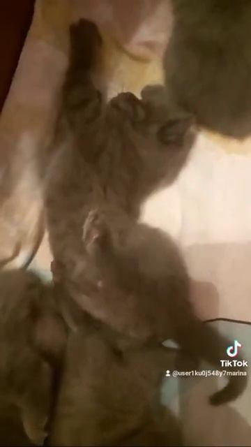 # шотландский котенок танцует#руки бедра смотреть онлайн