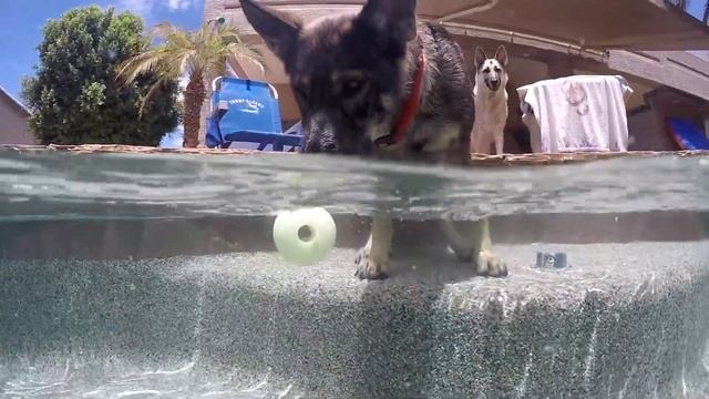 Dear Diary {July Vlog} Pool, WCS, Puppies, San Fran