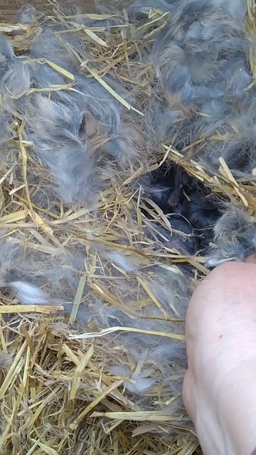 Родились кролики