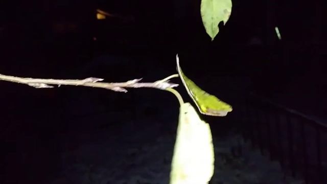 First snow and very early sunsets | Pittsburgh Permaculture смотреть онлайн