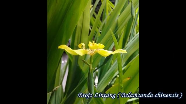 Bunga Brojo Lintang dan Bunga Iler смотреть онлайн
