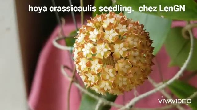 hoya crassicaulis seedling. I love the fragrant... смотреть онлайн