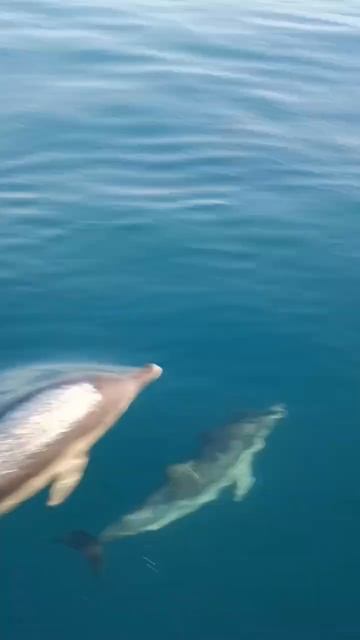 #море #солнце #дельфины #прогулки на катере смотреть онлайн