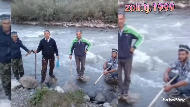 мусафедои мазориё ва дучигиё.