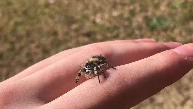 Canopy Jumping Spider (Phidippus Otiosus) смотреть онлайн