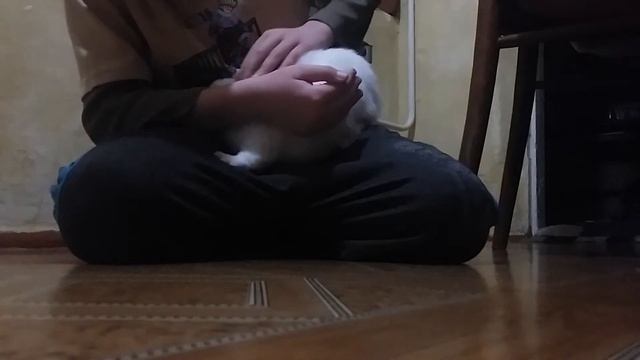 Мой кролик Соня+камера наблюдения.