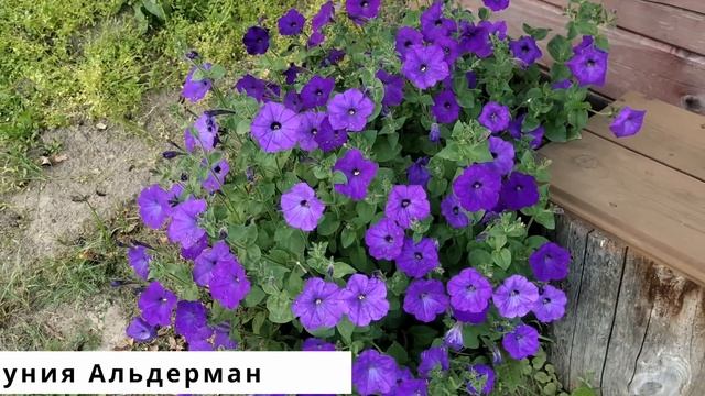 Сад утопает в цветах. Обильноцветущие розы и петунии смотреть онлайн