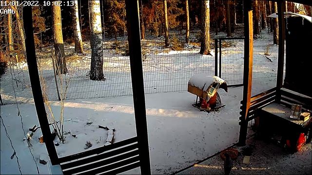 Осторожная ворона смотреть онлайн