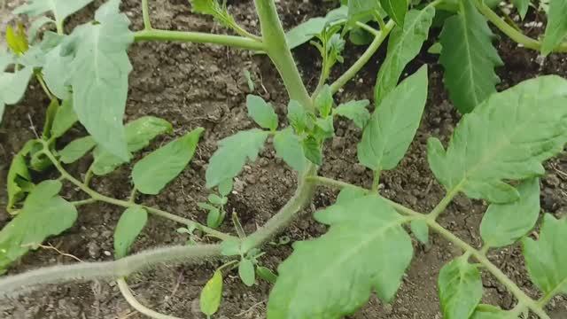 Пасынкование помидоров. Как правильно пасынковать помидоры? #помидоры #пасынкование #томаты #огород смотреть онлайн