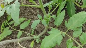 Пасынкование помидоров. Как правильно пасынковать помидоры?  #помидоры #пасынкование #томаты #огород