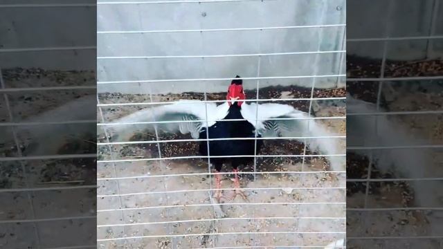 что это он делает этот серебряный фазан кто знает смотреть онлайн