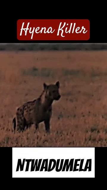 Ntwadumela - The Hyena Killer #lion #lions #animals #wildlife #animal #lionking смотреть онлайн