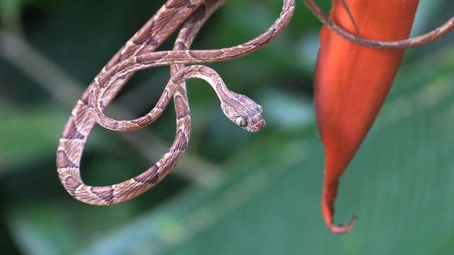 Fer-de-lance (Bothrops Asper), Eyelash Pit Viper (Bothriechis Schlegelii), Snakes Of Costa Rica