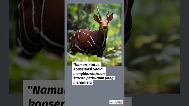 Saola, Satwa MISTERIUS Yang Dijuluki Unicorn Asia #shorts #faktabinatang #faktahewan смотреть онлайн