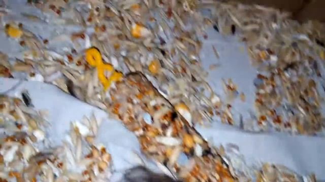 Шуша и Мышка вернулись в клетку. смотреть онлайн