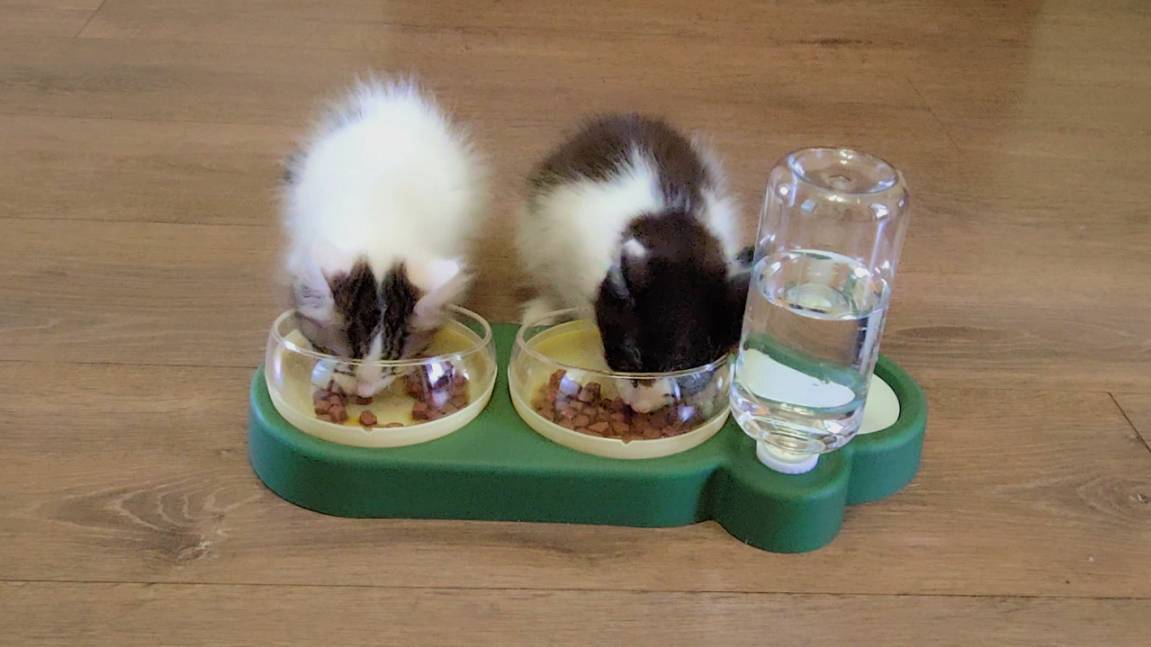 Новая кормушка для котят. Приятного аппетита нашим котятам. смотреть онлайн