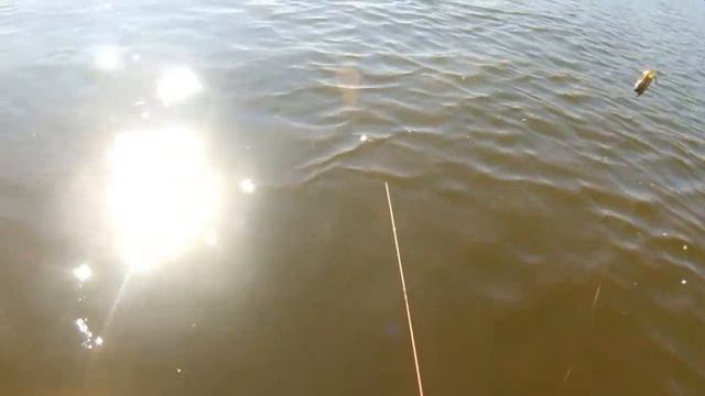 Комбинированная ловля на фидер и кольцо (яйца) смотреть онлайн