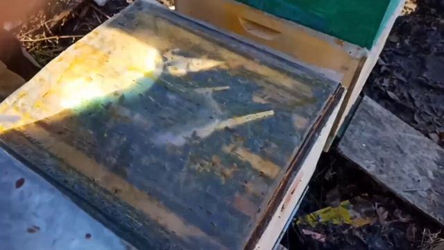 Весенняя стимуляция пчёл пыльцой. ч.1