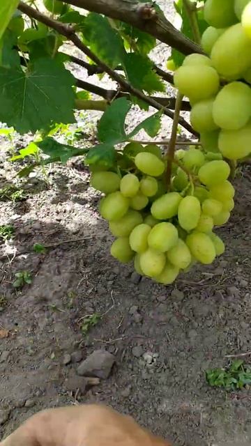 виноград Ландыш смотреть онлайн