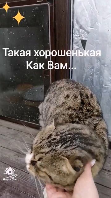 Это преданность😽 смотреть онлайн