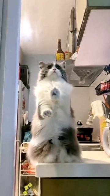 кот смешное видео про животных