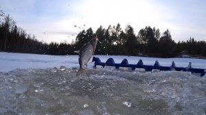 ТРИ ДНЯ РЫБАЛКИ ПО ПОСЛЕДНЕМУ ЛЬДУ.