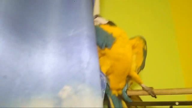 Попугай Ара В Прямом Эфире смотреть онлайн