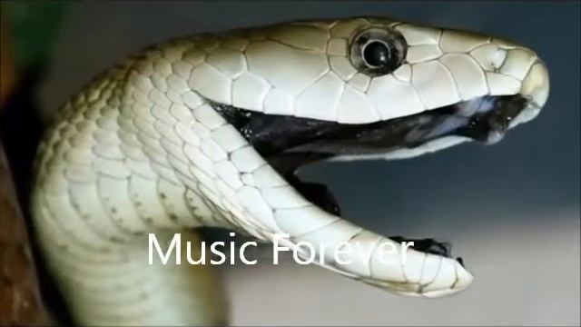 BLACK MAMBA||The One Of The Dengerous Snake Of The World