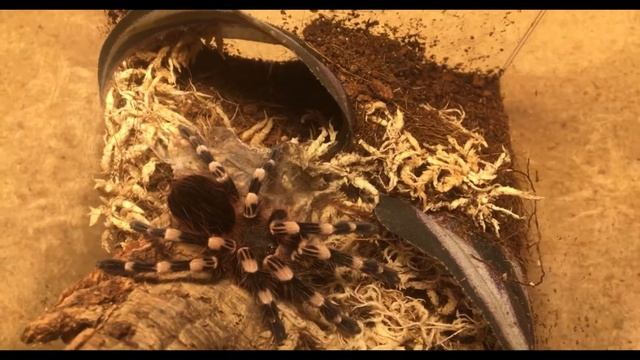 Rehousing my extatosoma tiaratum (Australian leaf insects) and some molts смотреть онлайн