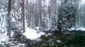 ремонт дороги и трелевка леса дт 75болотник