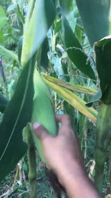 picking Maize 🌽 like this sound #shorts #trending #viral #satisfying смотреть онлайн