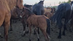 Табунное коневодство. | Вечерний обзор