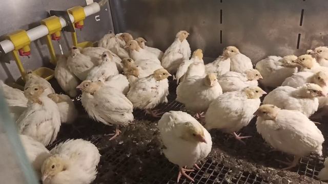 Техасский белый перепел в 15 суток смотреть онлайн
