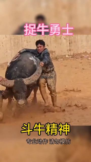 鬥牛 疯狂斗牛|bullfight ,crazy Bullfight|đấu Bò điên Cuồng|adu Banteng Gila#乡村斗牛#斗牛#牛王争霸赛 #少数民族风情 #斗牛文化