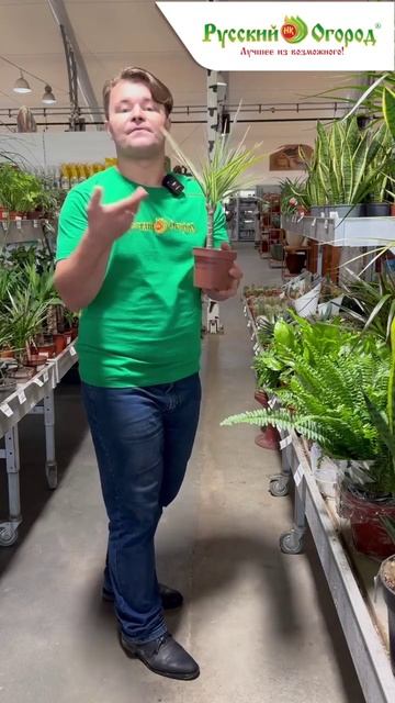 НАЛЁТ В ЦВЕТОЧНЫХ ГОРШКАХ смотреть онлайн