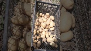 експеримент. картофель Киранда в Украине 2021. Китайская ранняя Давыдова. Уборка