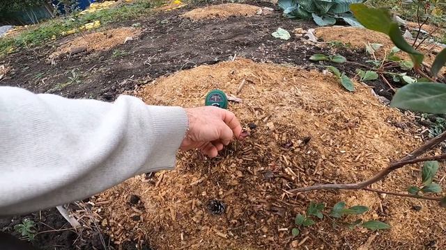 Голубике год. Прекрасный результат. Blueberry year. Great result. смотреть онлайн