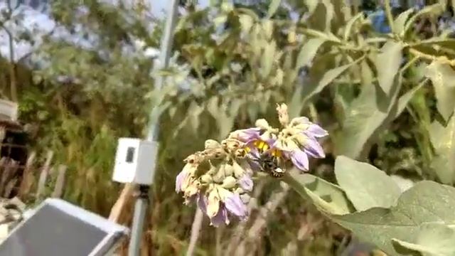 Mandaçaia em flor de fumo bravo смотреть онлайн