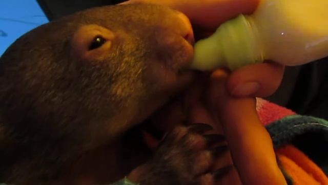 Happy Wombat Equals Happy Humans