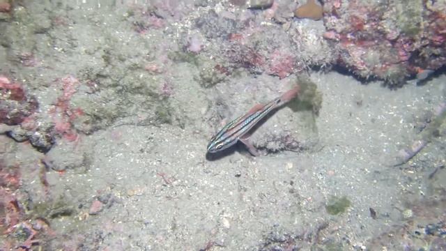 세줄얼게비늘#2(Apogon Doederleini)~ Doederlein's Cardinalfish,Fourline Cardinalfish