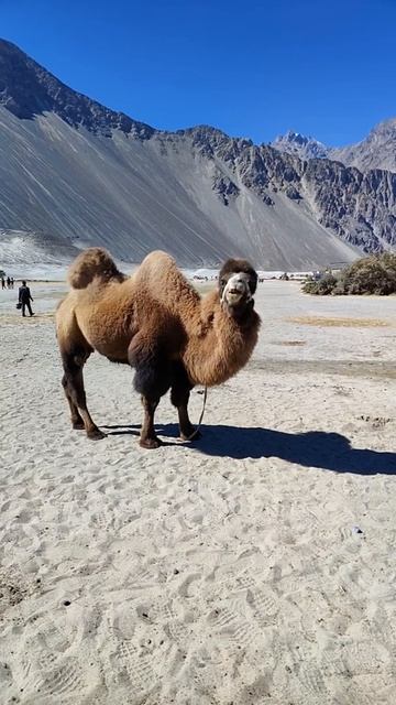 Bactrian Camel lazing in Hunder, Ladakh смотреть онлайн