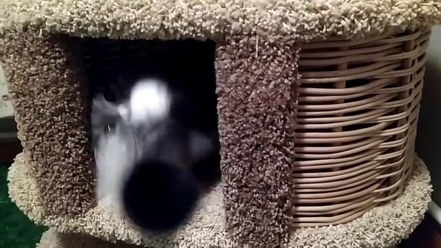 Зоогостиница смотреть онлайн