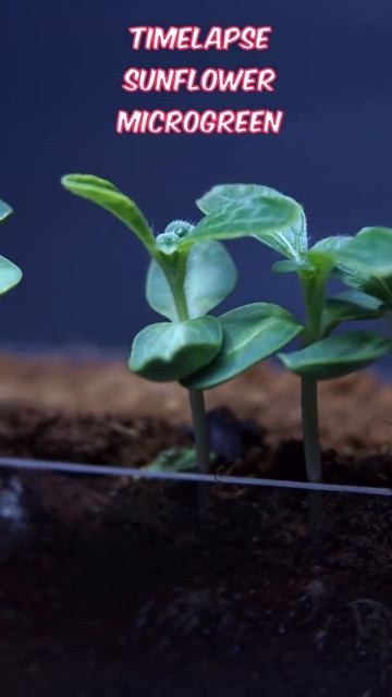 Timelapse Sunflower Microgreen Germination #shorts смотреть онлайн