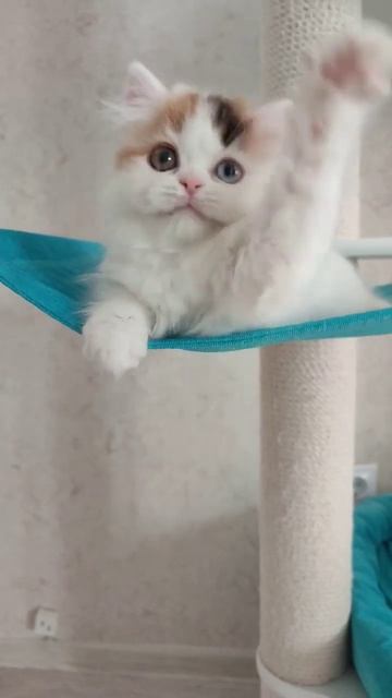 моя красотка💖моя любовь🤩хайленд страйт😍 #милыекотята #хайлендстрайт #милота смотреть онлайн