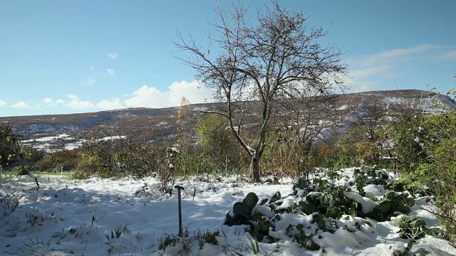 Светлые сады