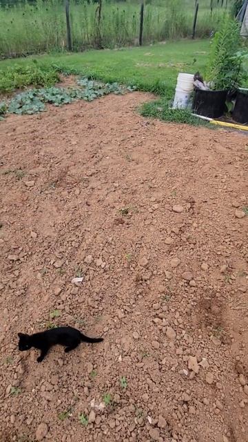 Planting a Buckwheat Cover Crop смотреть онлайн