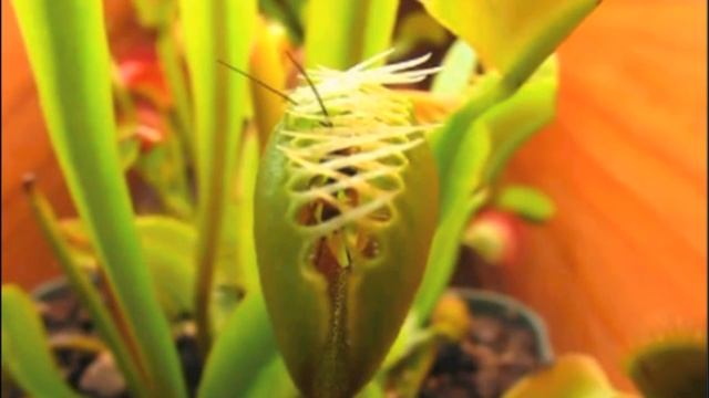 The Truly Carnivorous Venus Fly Trap (Dionaea Muscipula) in Action смотреть онлайн